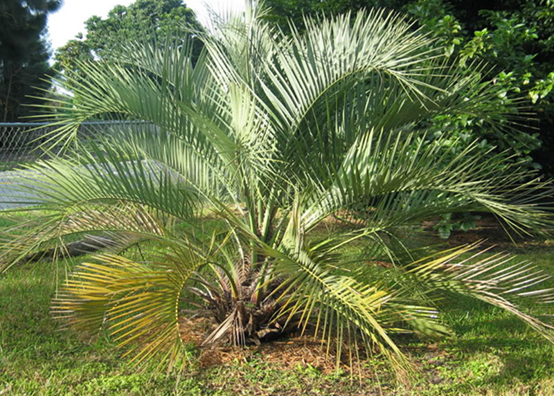 PALM TREE NURSERY FORT MYERS