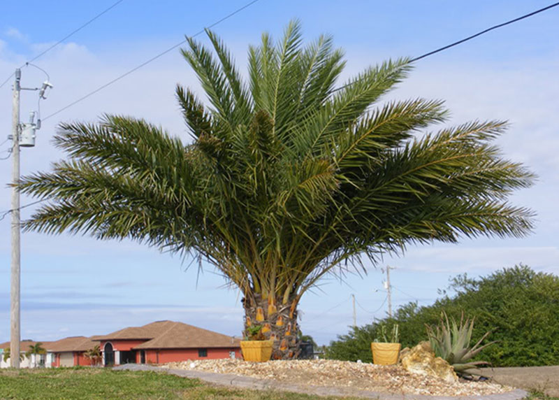 PALM TREE NURSERY FORT MYERS