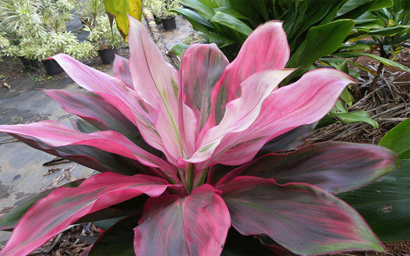 GARDEN CENTER FORT MYERS