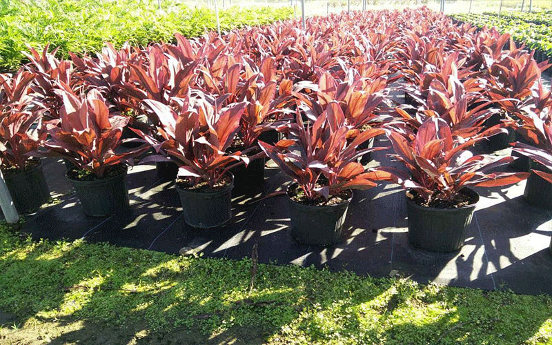 GARDEN CENTER FORT MYERS