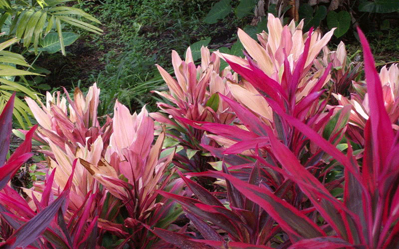 GARDEN CENTER FORT MYERS