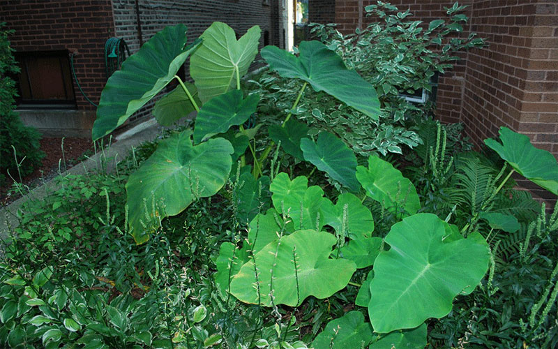 GARDEN CENTER FORT MYERS