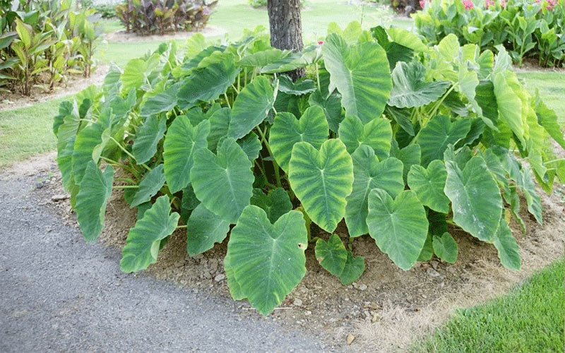 GARDEN CENTER FORT MYERS