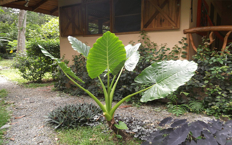 GARDEN CENTER FORT MYERS