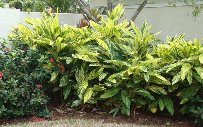 GARDEN CENTER FORT MYERS