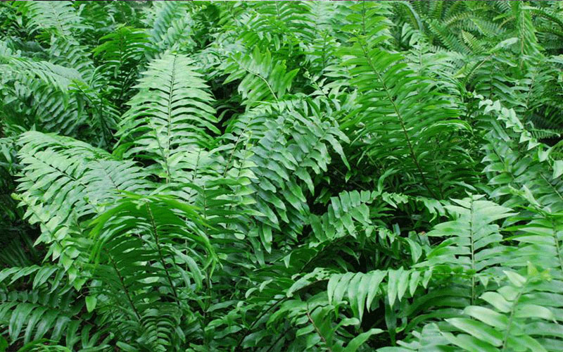 GARDEN CENTER FORT MYERS