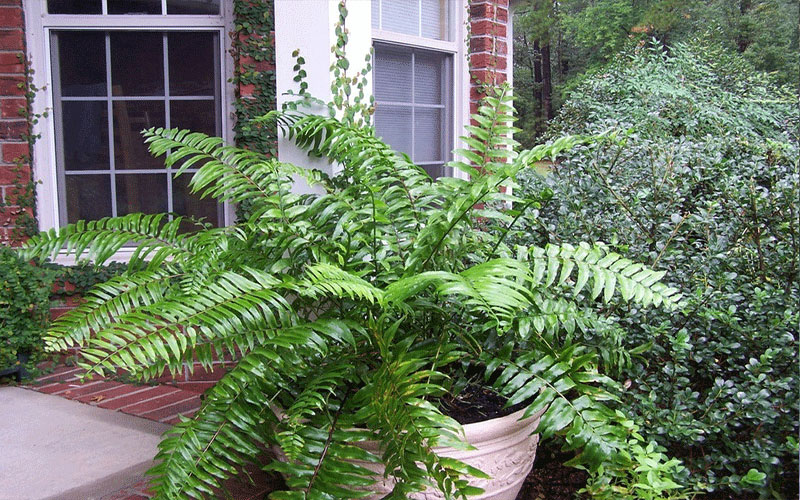 GARDEN CENTER FORT MYERS