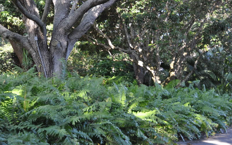 GARDEN CENTER FORT MYERS