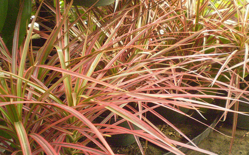 GARDEN CENTER FORT MYERS