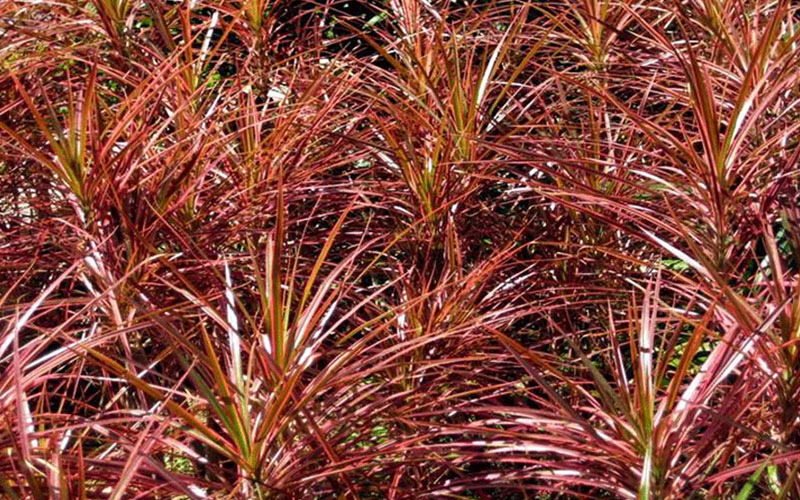 GARDEN CENTER FORT MYERS