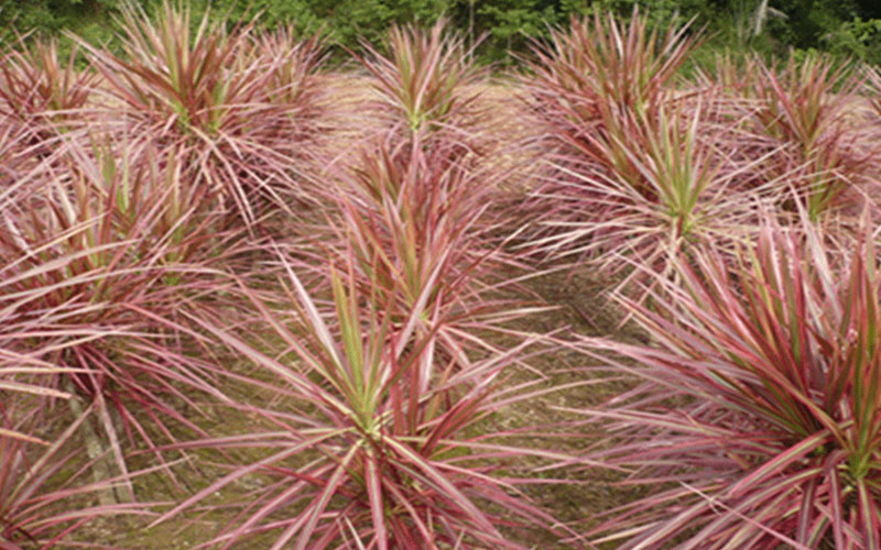 GARDEN CENTER FORT MYERS