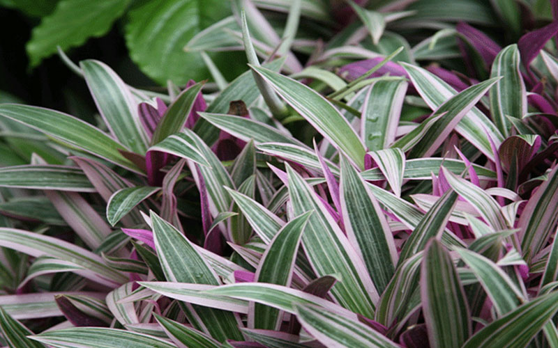 GARDEN CENTER FORT MYERS