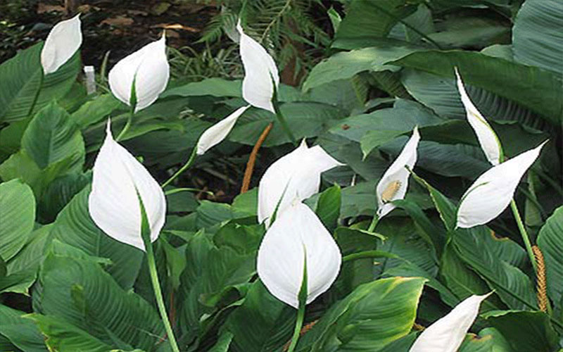 GARDEN CENTER FORT MYERS