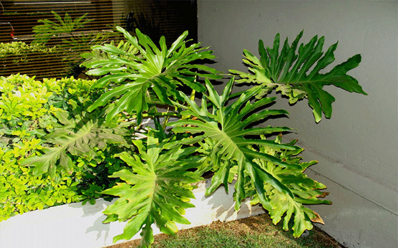 GARDEN CENTER FORT MYERS