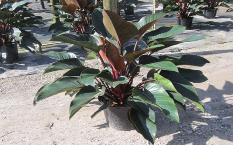 GARDEN CENTER FORT MYERS