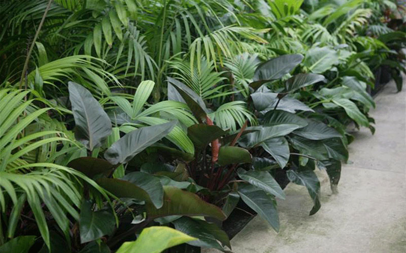 GARDEN CENTER FORT MYERS