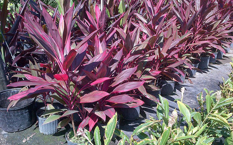 GARDEN CENTER FORT MYERS