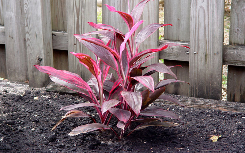 GARDEN CENTER FORT MYERS