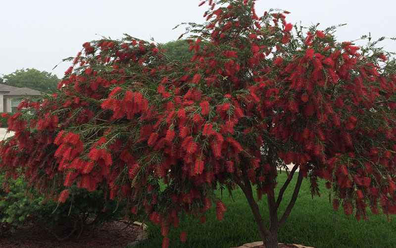 GARDEN CENTER FORT MYERS
