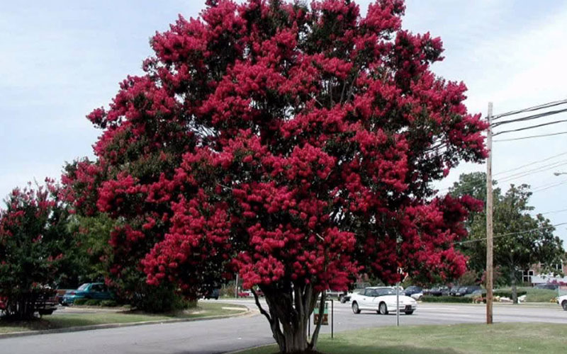 GARDEN CENTER FORT MYERS