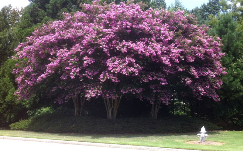 GARDEN CENTER FORT MYERS