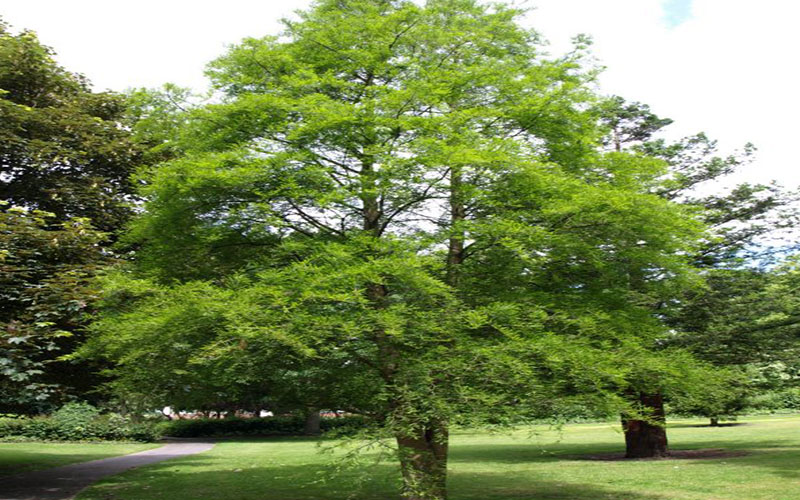 TREE NURSERY FORT MYERS