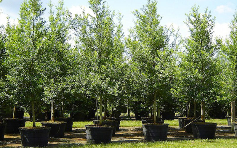 GARDEN CENTER FORT MYERS