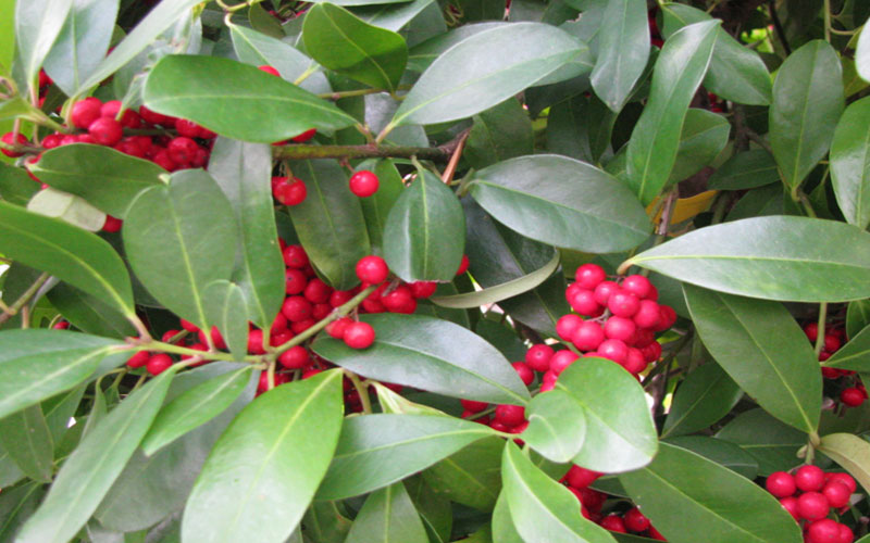 GARDEN CENTER FORT MYERS