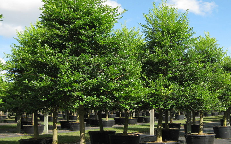 GARDEN CENTER FORT MYERS