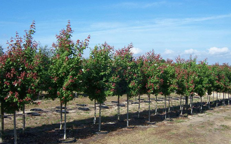 GARDEN CENTER FORT MYERS