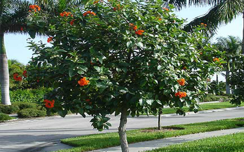 TREE NURSERY FORT MYERS