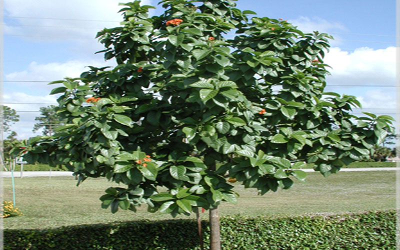 GARDEN CENTER FORT MYERS