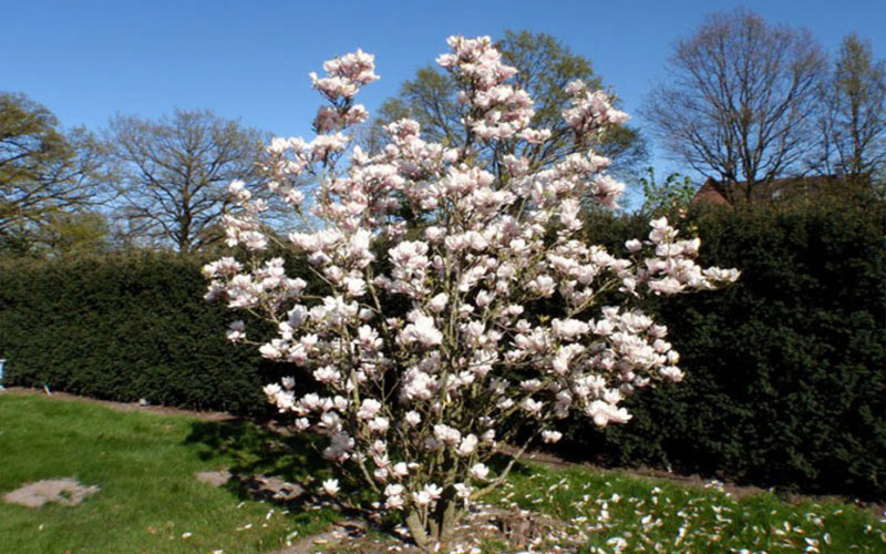 GARDEN CENTER FORT MYERS