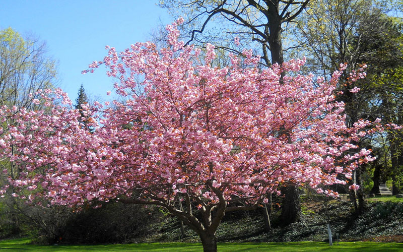 GARDEN CENTER FORT MYERS