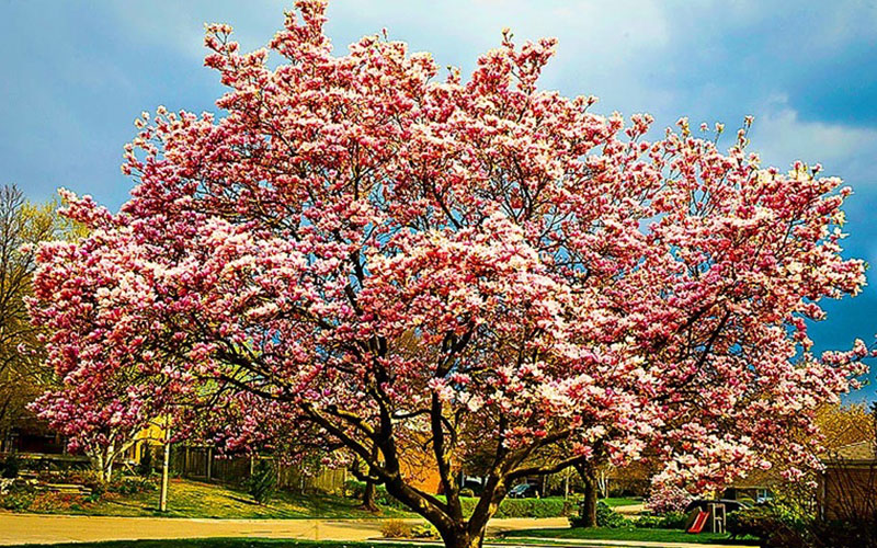 GARDEN CENTER FORT MYERS