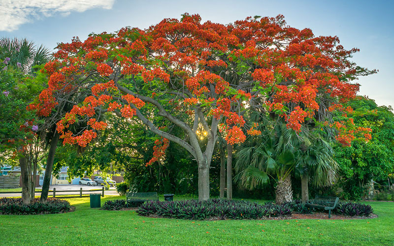 GARDEN CENTER FORT MYERS