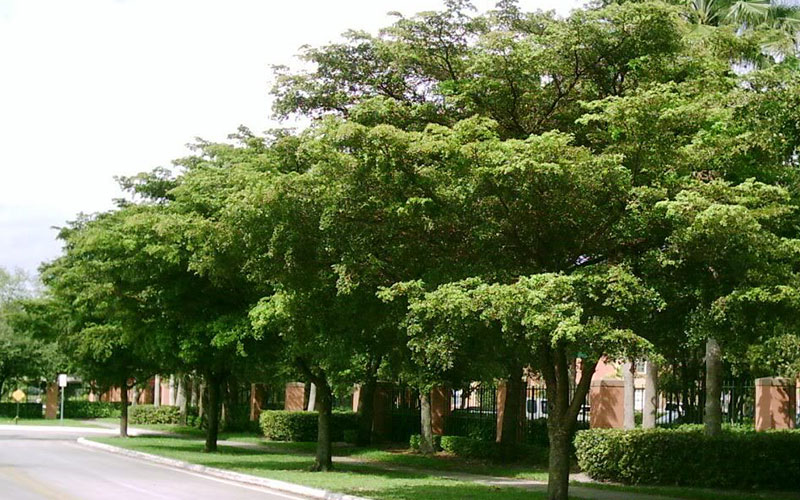 GARDEN CENTER FORT MYERS