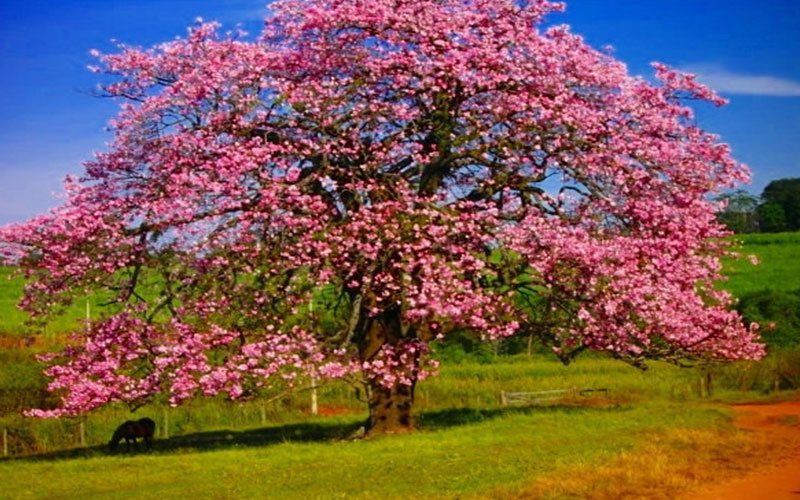 TREE NURSERY FORT MYERS