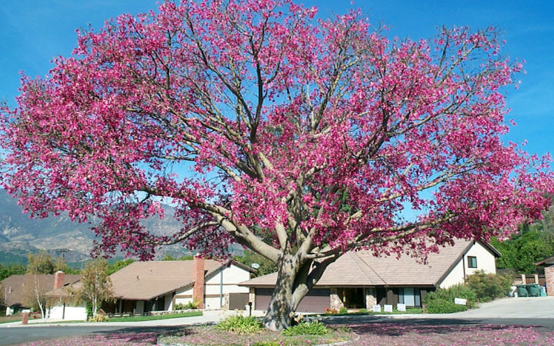 GARDEN CENTER FORT MYERS