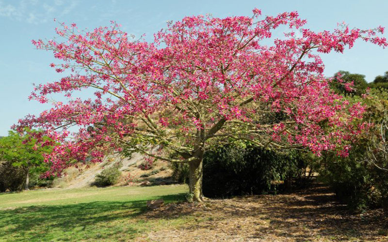 GARDEN CENTER FORT MYERS
