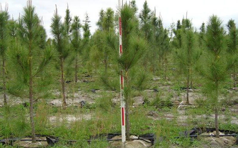 TREE NURSERY FORT MYERS