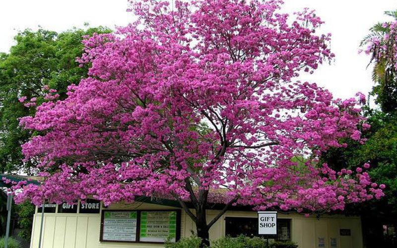 GARDEN CENTER FORT MYERS