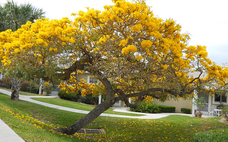 GARDEN CENTER FORT MYERS