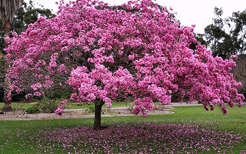 GARDEN CENTER FORT MYERS