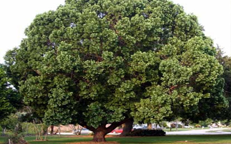GARDEN CENTER FORT MYERS