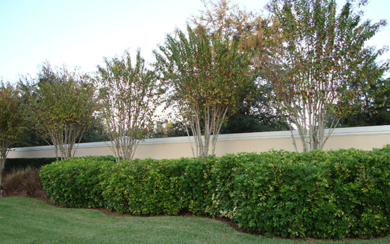 LANDSCAPE SHRUBS FORT MYERS