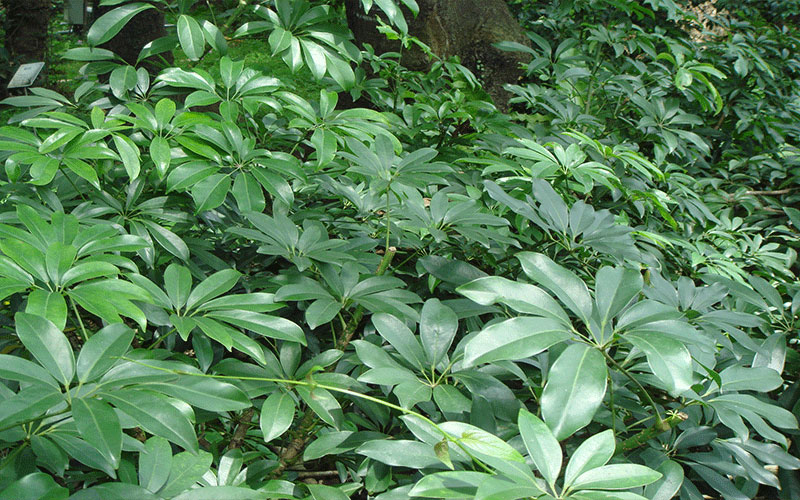 GARDEN CENTER FORT MYERS