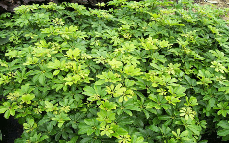 GARDEN CENTER FORT MYERS