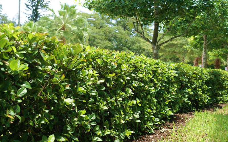 LANDSCAPE SHRUBS FORT MYERS
