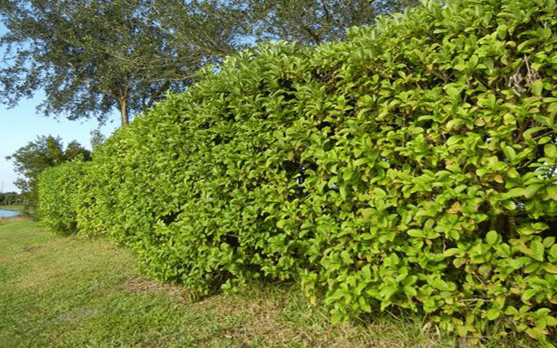 GARDEN CENTER FORT MYERS